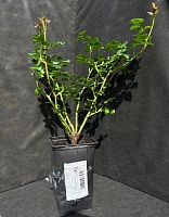 Роза плетистая Инес Састр